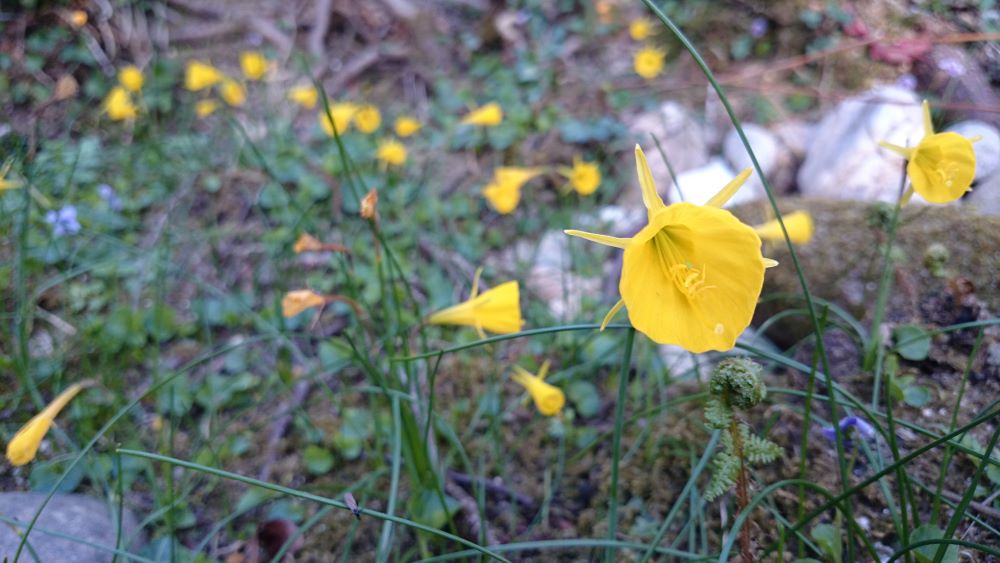 Narciso - Narcissus bulbocodium