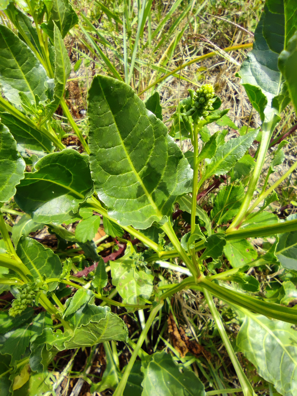 Acelga brava - Beta vulgaris subsp.vulgaris L.