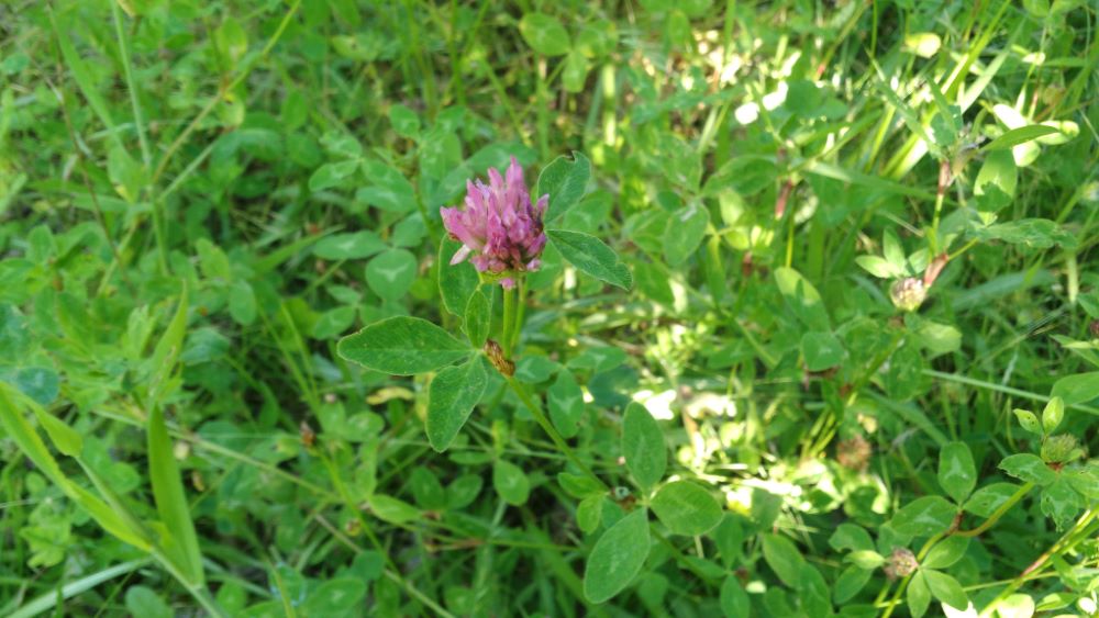 Trébol rojo - Trifolium pratense