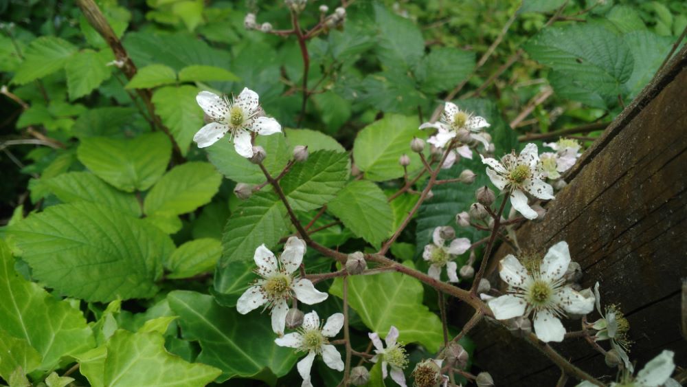 Silva de folla de olmo - Rubus-ulmifolius