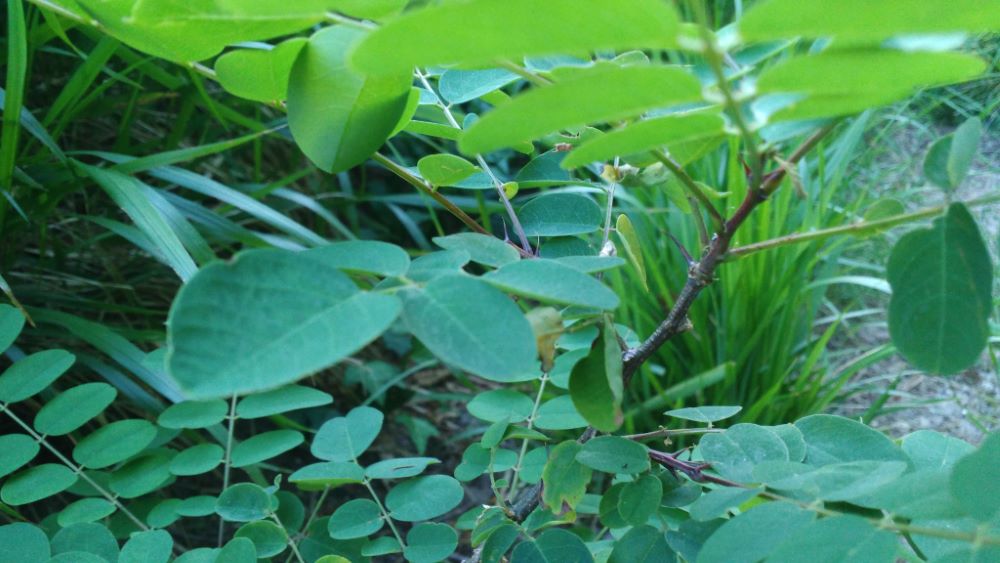 Falsa acacia - Robinia pseudoacacia L.