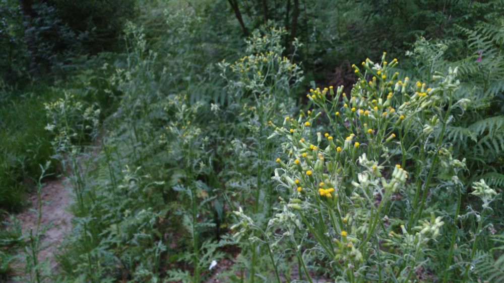 Hierba cana - Senecio vulgaris 