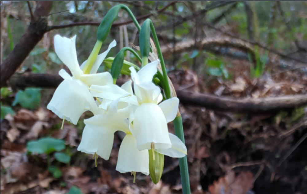 Junquillos blancos - Narcissus triandrus