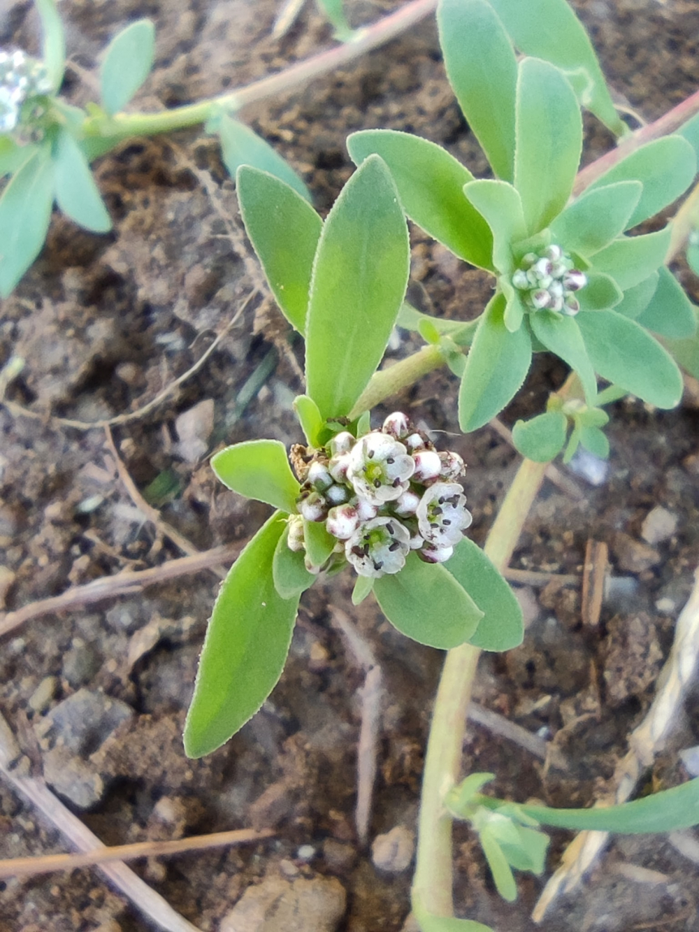 Pasacaminos - Corrigiola litoralis L. subsp.litoralis