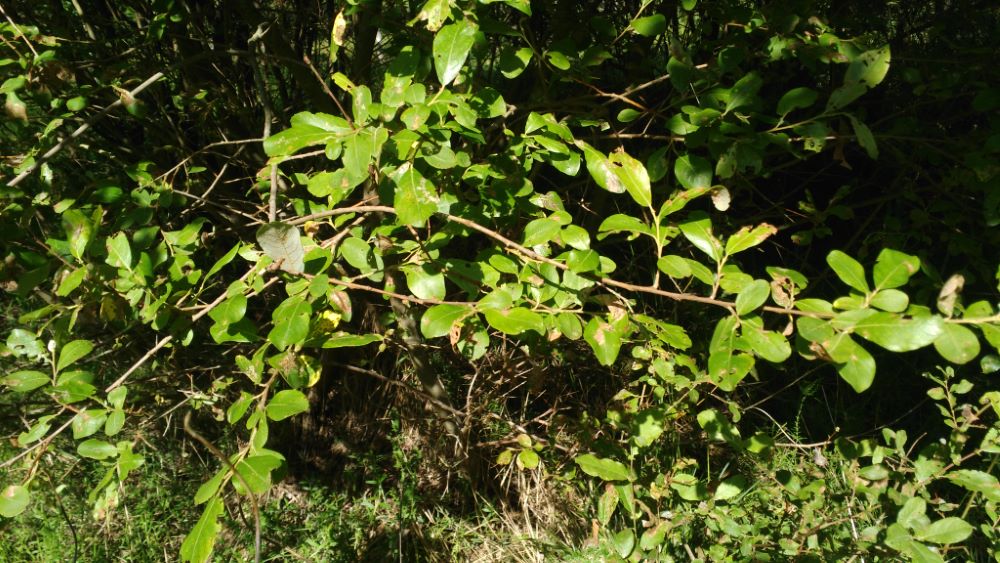 Sauce cabruno - Salix caprea L.
