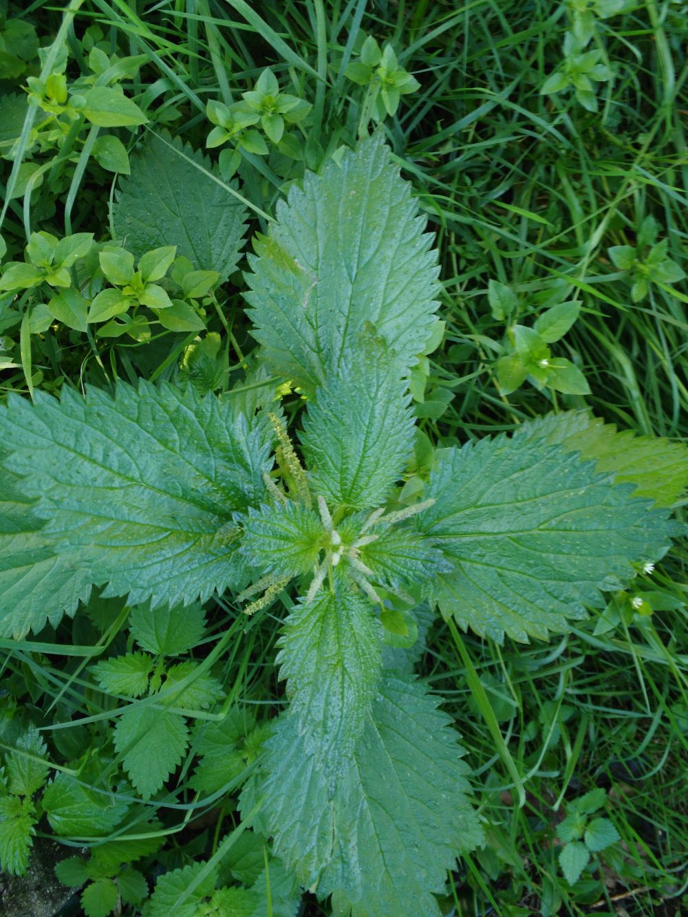 Herba do cego - Urtica membranacea Poir.