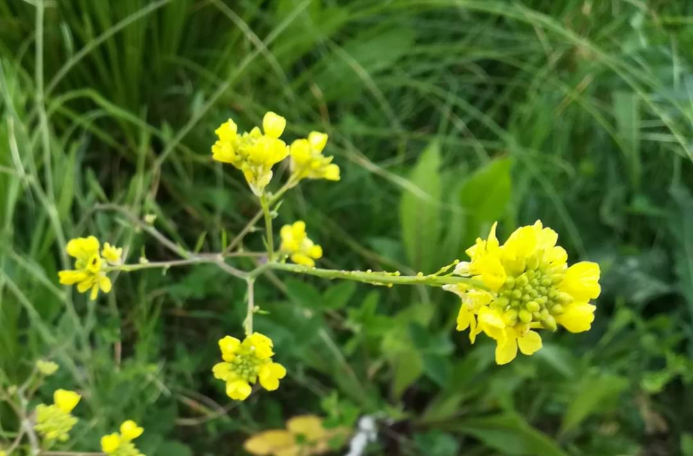Rabaniza amarilla - Hirschfeldia incana (L.) Lagr.-Foss.