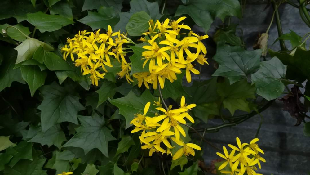 Hedra amarela - Senecio tamoides DC.