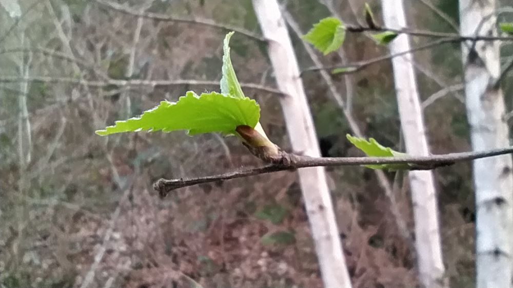 Bidueiro - Betula pubescens