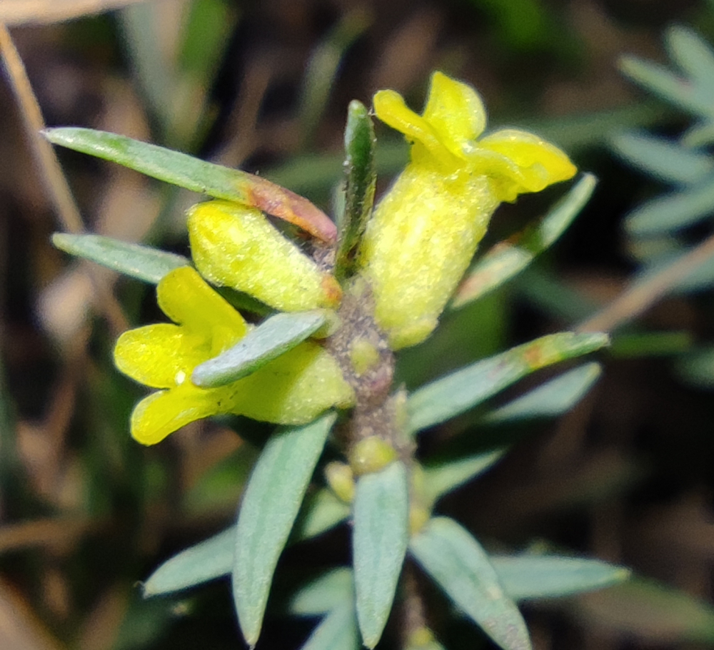 Trobisco coriáceo - Thymelaea coridifolia (Lam.) Endl.