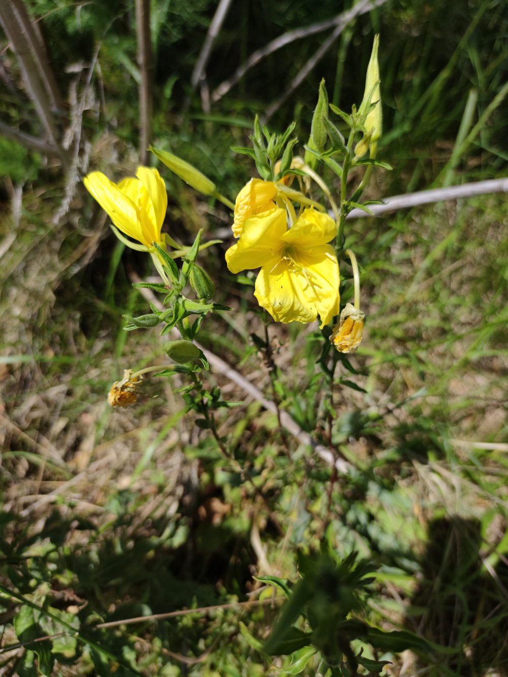 Herba do asno - Oenothera biennis L.