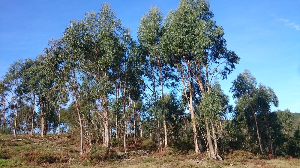 Eucalipto - Eucalyptus globolus