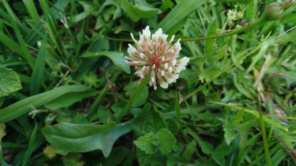 Trébol blanco - Trifolium repens