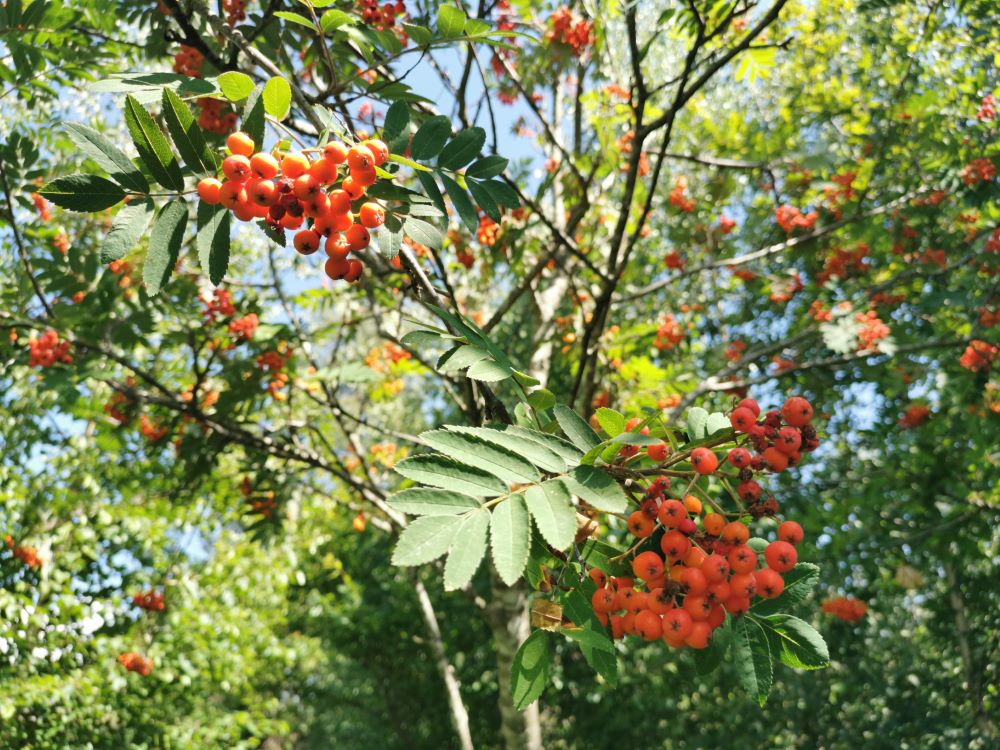 Capudre - Sorbus aucuparia