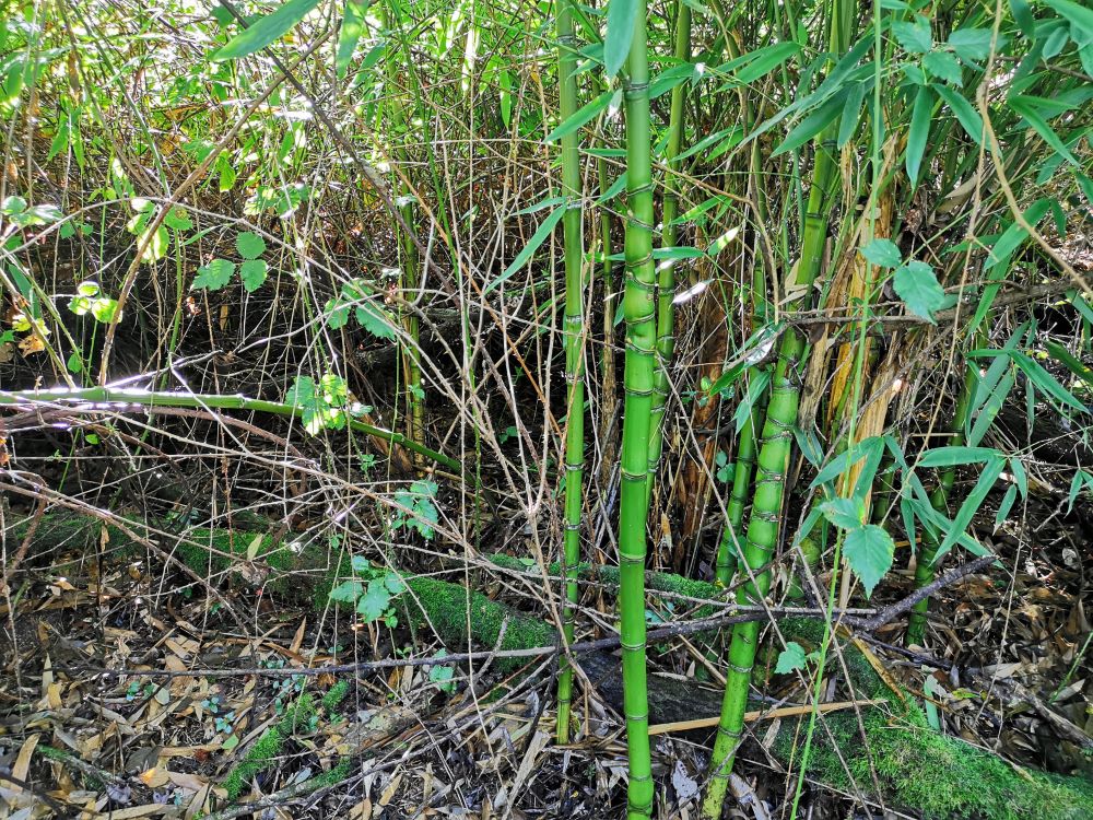 Bambú - Phyllostachys viridiglaucescens