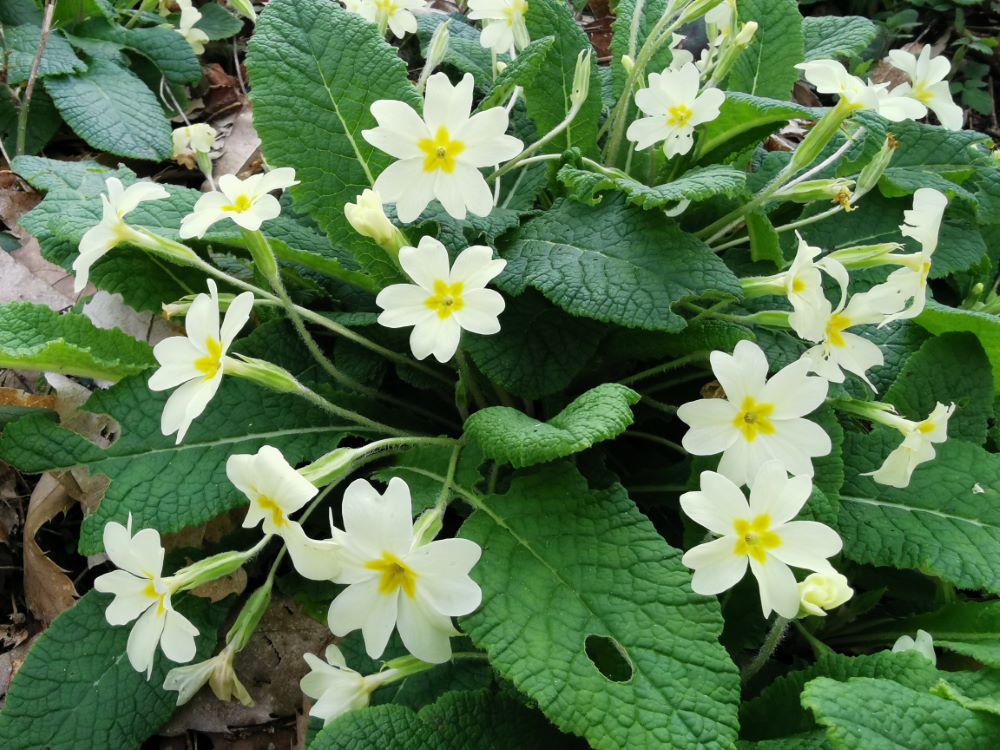 Primavera  - Primula vulgaris