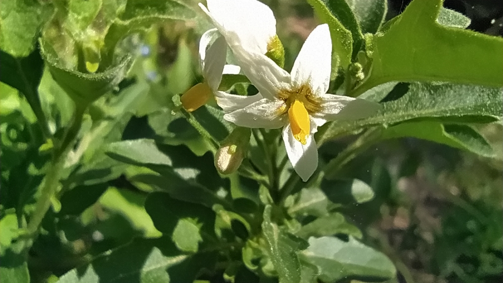 Hierba mora - Solanum nigrum