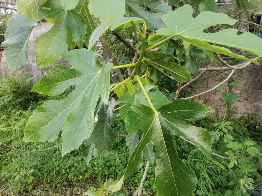 Higuera - Ficus carica