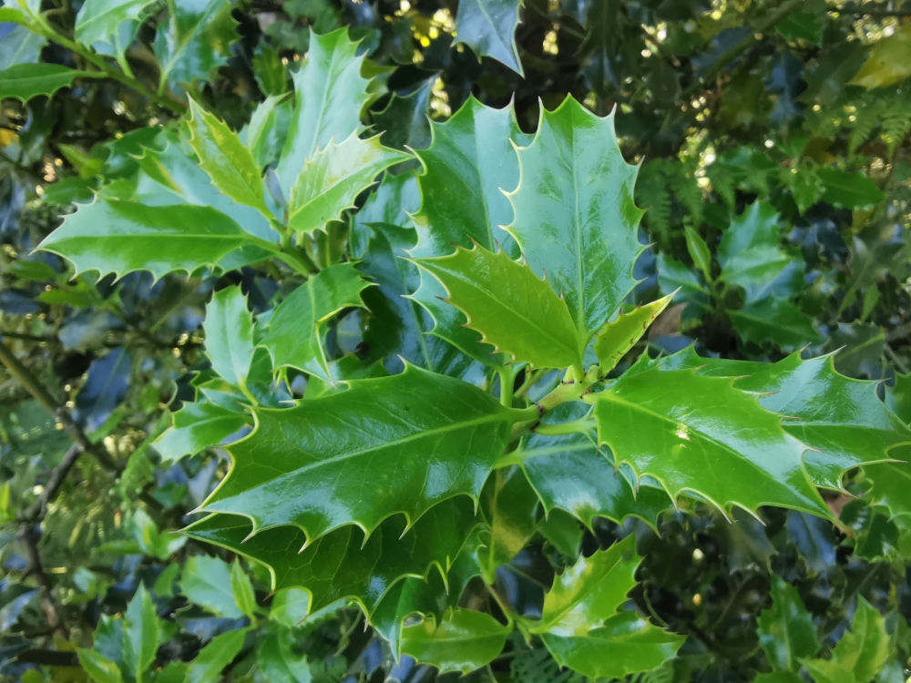 Acivro - Ilex aquifolium