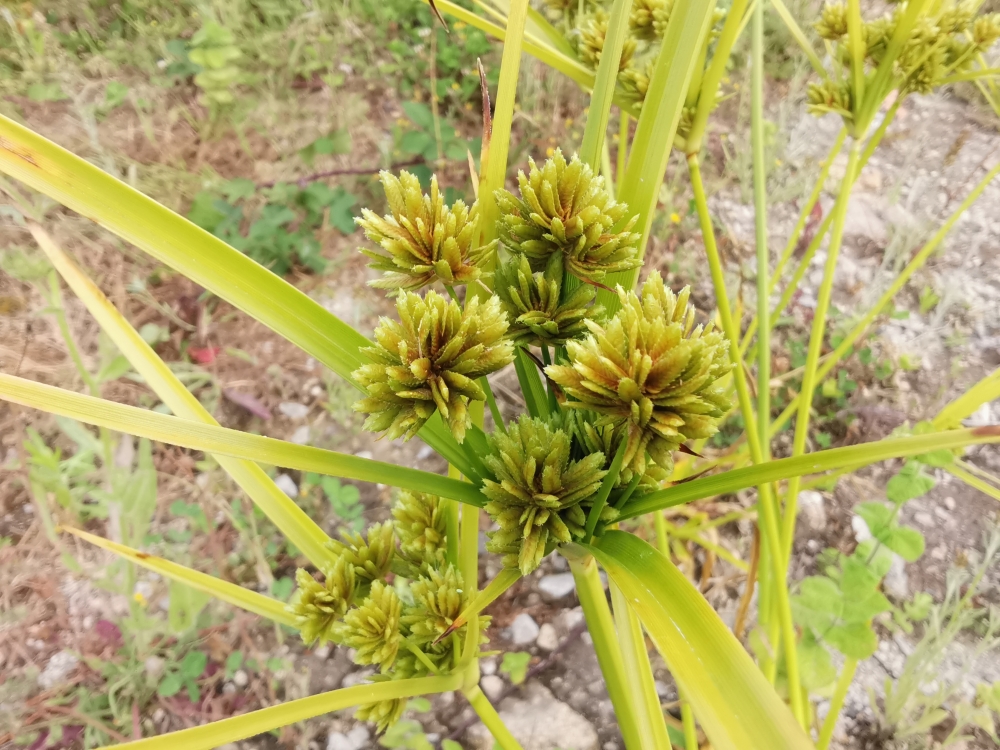 Xonza pálida - Cyperus eragrostis
