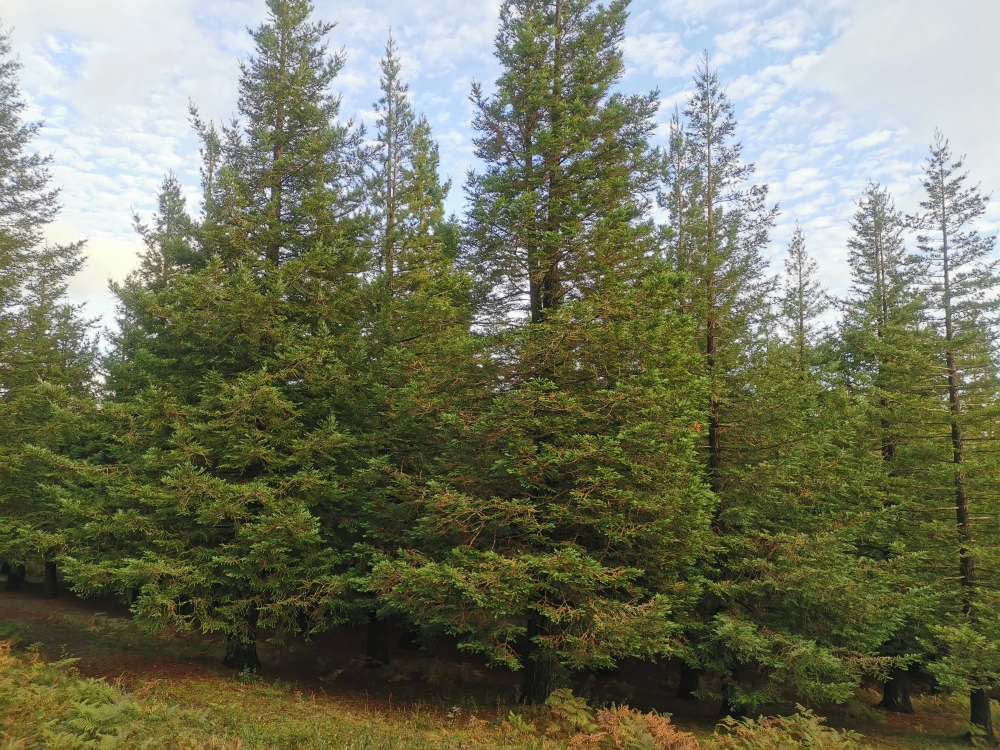 Secuoya común - Sequoia sempervirens