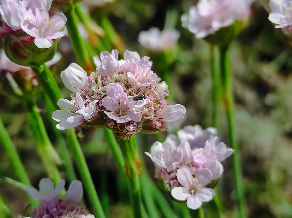 Herba de namorar - Armeria maritima