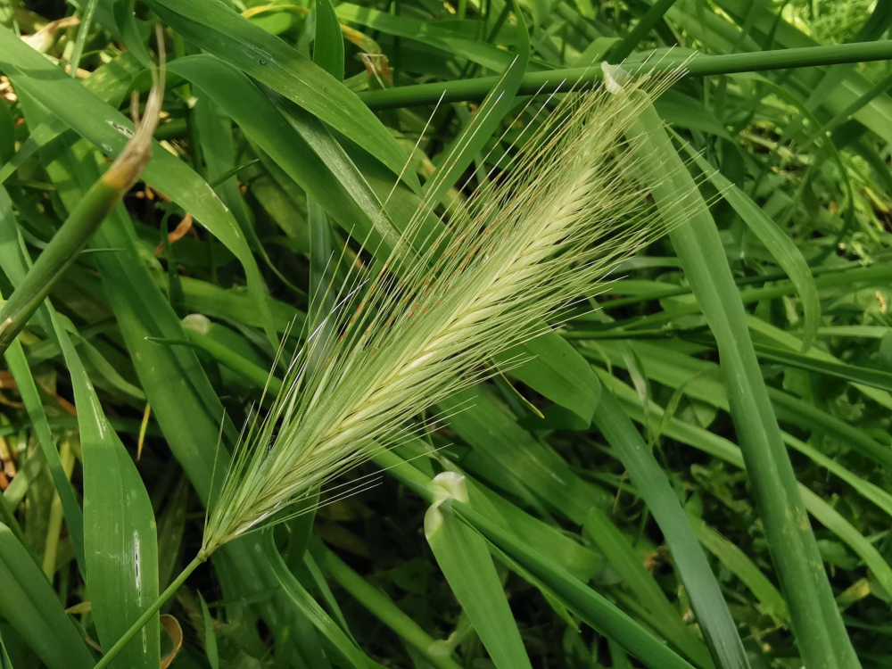 Orxo dos ratos - Hordeum murinum L.
