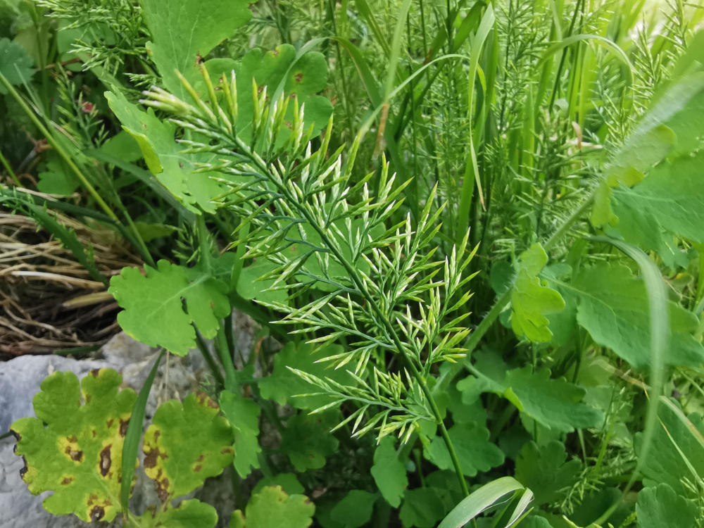 Desmazeria rixa  - Catapodium rigidum (L.) C.E. Hubb.