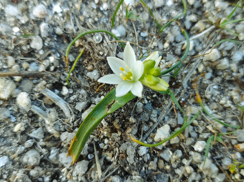 Leite de galiña - Ornithogalum broteroi M.Lainz