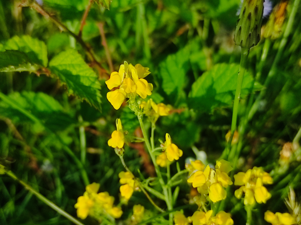 Paxariños amarelos - Linaria supina (L.) Chaz.
