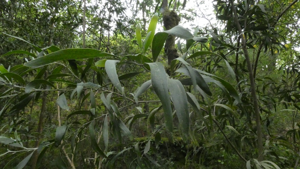 Acacia negra - Acacia melanoxylon