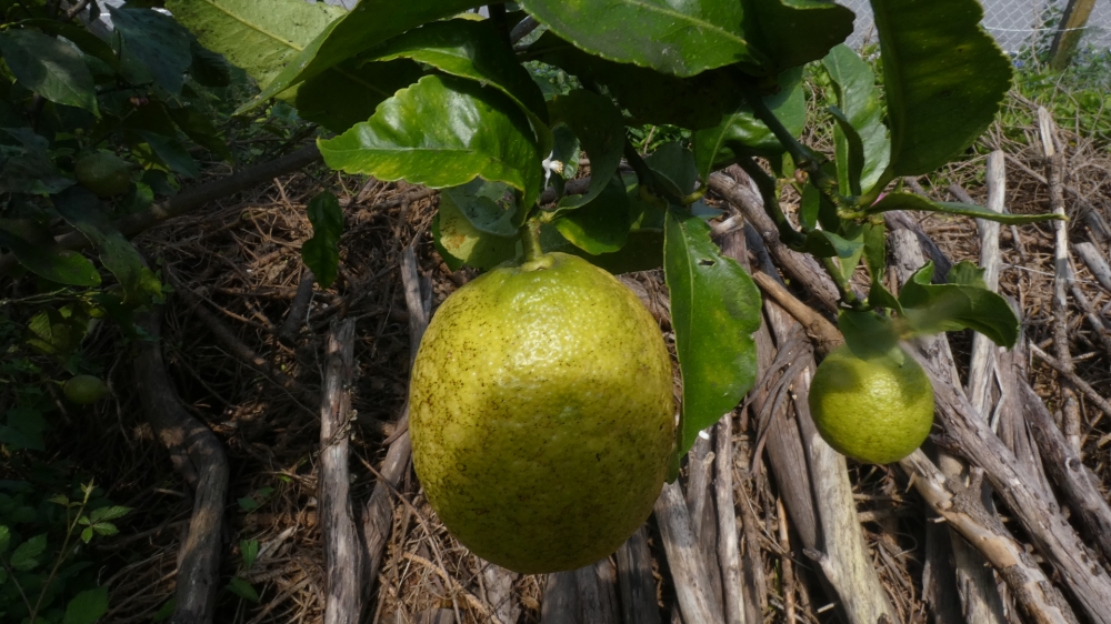 Limonero - Citrus x limon