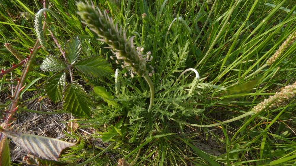Herba estrela - Plantago coronopus