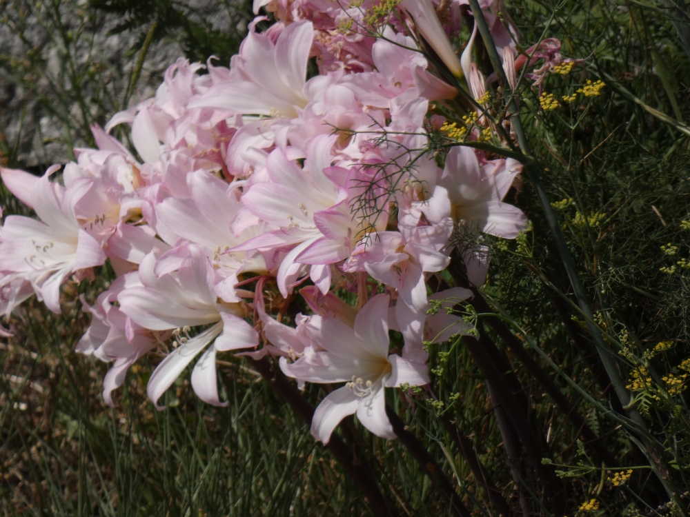 Amarilis - Amaryllis belladonna