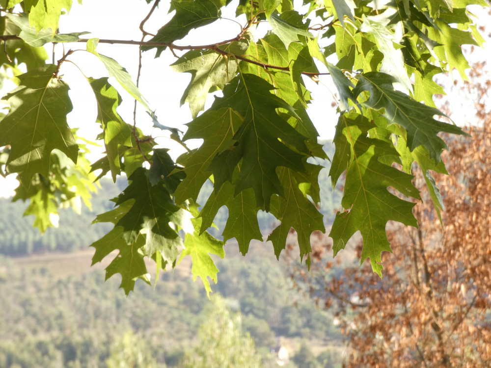 Roble americano - Quercus rubra