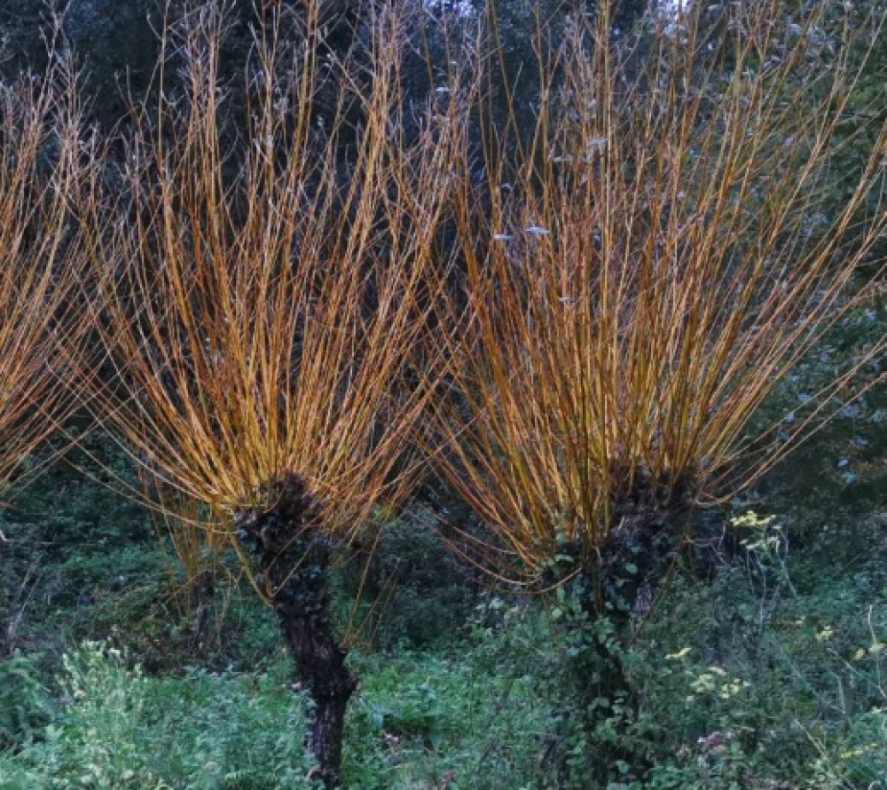 Mimbrera - Salix viminalis